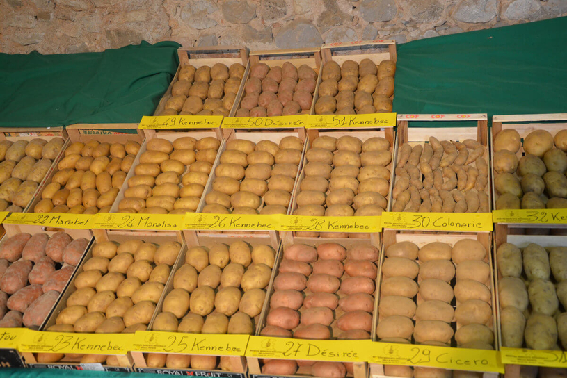 Varietà di patate in esposizione alla Mostra Mercato Regionale della Patata di Ribis di Reana del Rojale